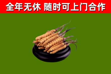 宜良烟酒回收冬虫夏草.jpg