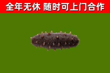 宜良烟酒回收干海参.jpg